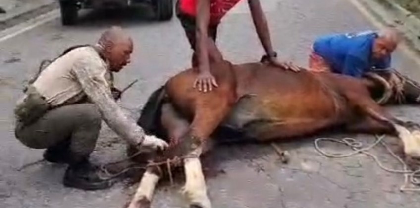 Brigada Florestal de Barra Mansa resgata cavalo preso em buraco no bairro Santa Maria II